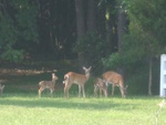 this is a very common sight from many windows in our new home