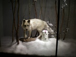 snow was actually falling on this snow wolf in a window, downtown Fredricksburg VA