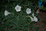 moon plants shortly after sunset 8/26/07