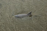 a porpoise up close and personal near the dock (Photo by Colonel Phil's Professional Photography Studios)